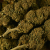 Fleur de CBD - BLUEBERRY