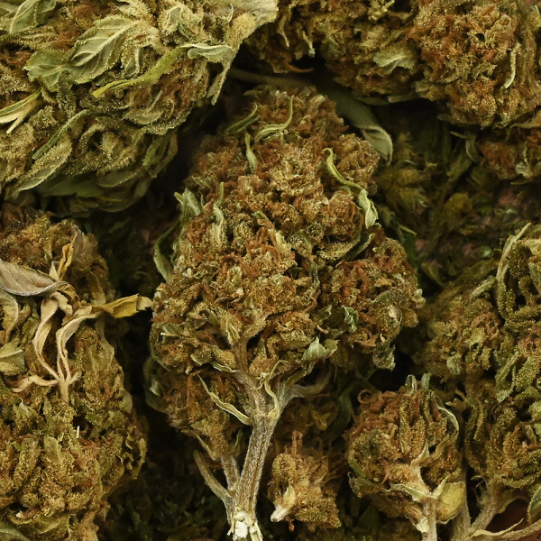 Fleur de CBD - GORILLA GLUE
