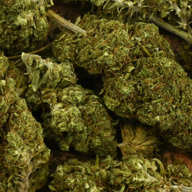 Fleur de CBD - WATERMELON