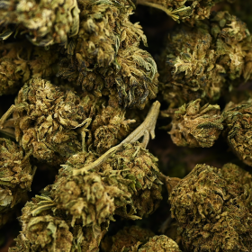 Fleur de CBD - HAWAÏENNE SKUNK