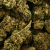 Fleur de CBD - HAWAÏENNE SKUNK
