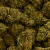 Fleur de CBD - JUICY FRUIT