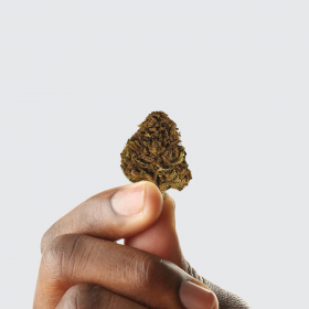Fleur de CBD - HARLEQUIN +
