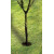 Protège-arbre en spirale 61cm