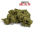 Fleur de CBD Candy Kush Greenhouse