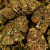 Fleur de CBD - PURPLE COOKIE
