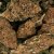 Fleur de CBD - PINK FLAMINGO