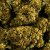 Fleur de CBD - CALIFORNIA KUSH