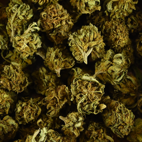 Fleur de CBD BIO - MINI BUD...