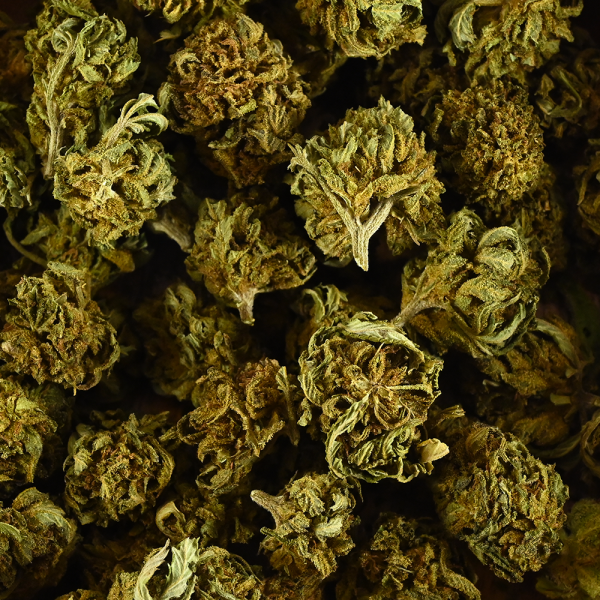 Fleur de CBD BIO - MINI BUD PROVENCE