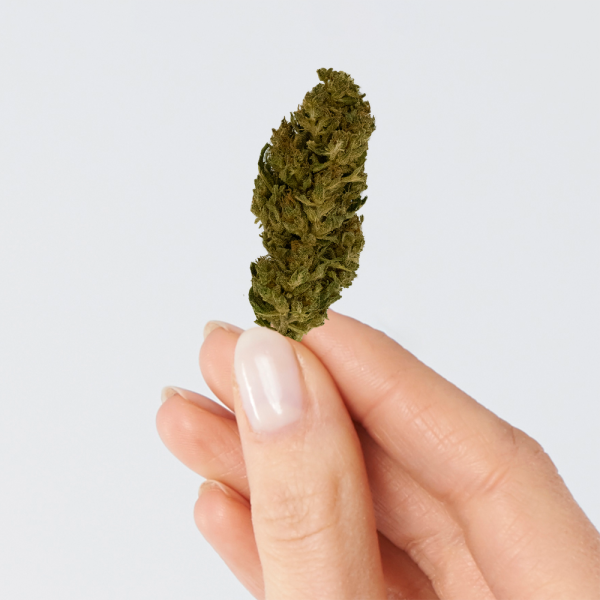 Fleur de CBD - LEMON HAZE