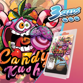 3 Graines de collection Candy Kush AUTO | Plant of Life