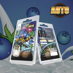 3 Graines de collection Blueberry AUTO | Plant of Life