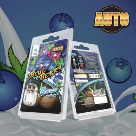 3 Graines de collection Blueberry AUTO | Plant of Life