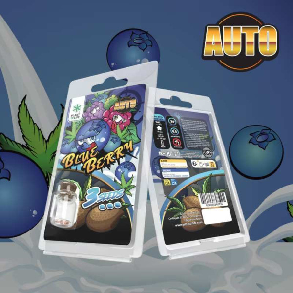3 Graines de collection Blueberry AUTO | Plant of Life