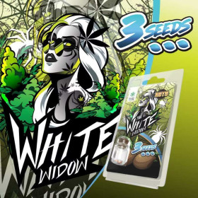 3 Graines de collection White Widow AUTO | Plant of Life