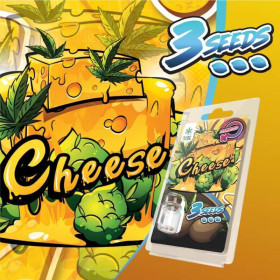 3 Graines de collection Cheese FÉMINISÉE | Plant of Life