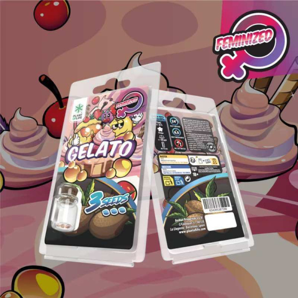 3 Graines de collection Gelato FÉMINISÉE | Plant of Life