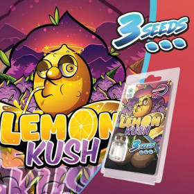 3 Graines de collection Lemon Kush FÉMINISÉE | Plant of Life