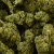 Fleur de CBD - MANDARINE