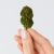 Fleur de CBD la plus puissante - BUBBLE