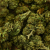 Fleur de CBD - CHERRY