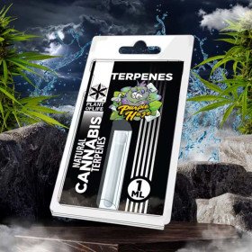 Terpène Purple Haze | PLANT OF LIFE