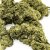 Fleur de CBD Great White Shark Greenhouse
