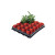 Mini plateau de semis et de bouture professionnel (pots de 20 x 6 cm)