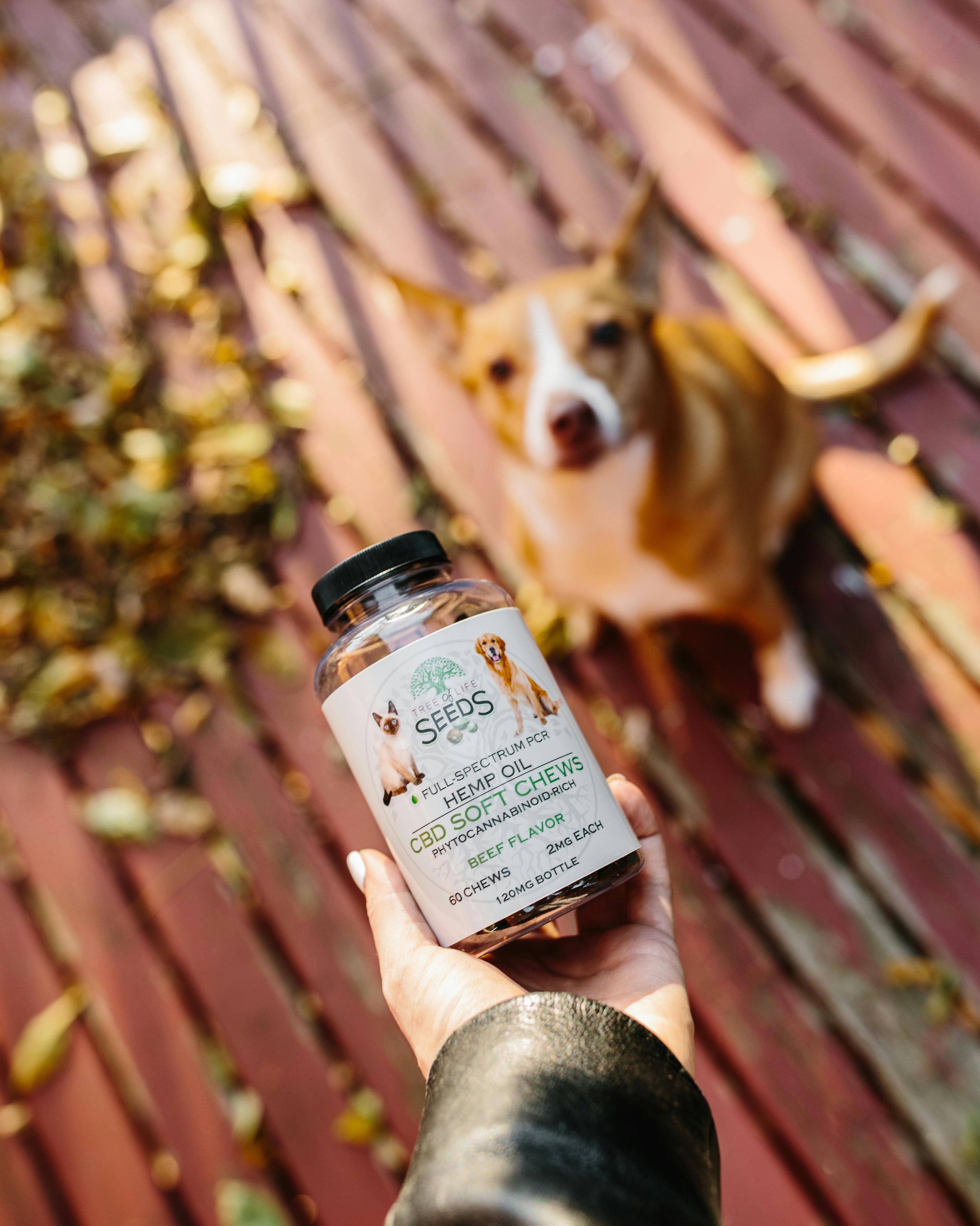 CBD animaux